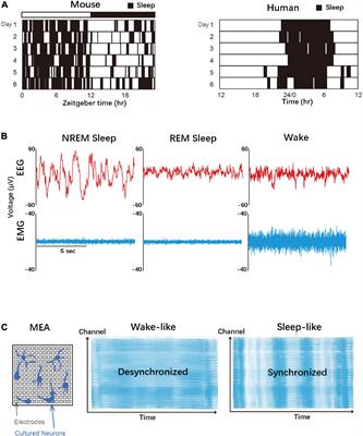 The role of calcium and CaMKII in sleep